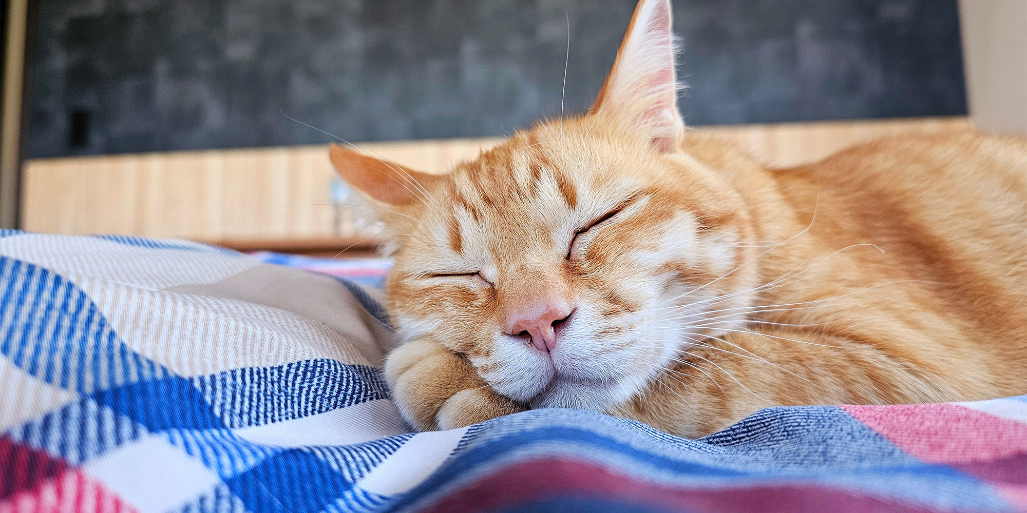昼寝する猫