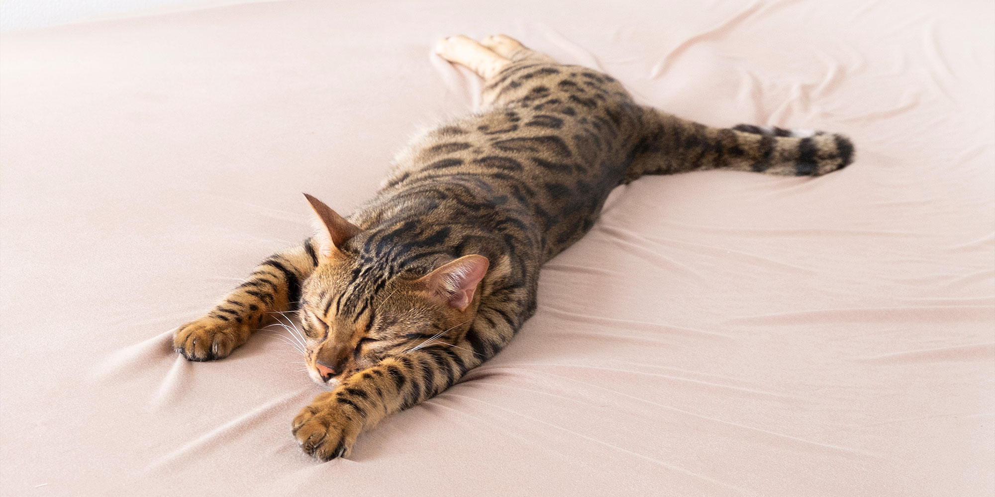 リラックスする猫